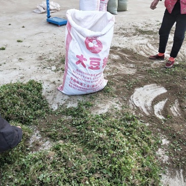 猫爪草种苗发货全国各地