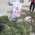 猫爪草种苗发货全国各地