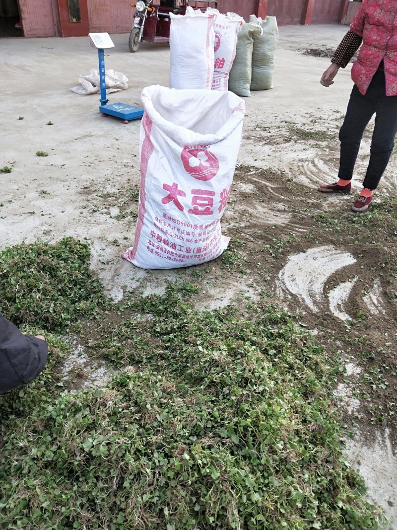 猫爪草种苗发货全国各地