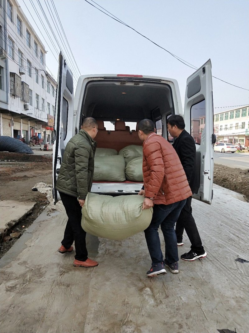 猫爪草种苗发货全国各地