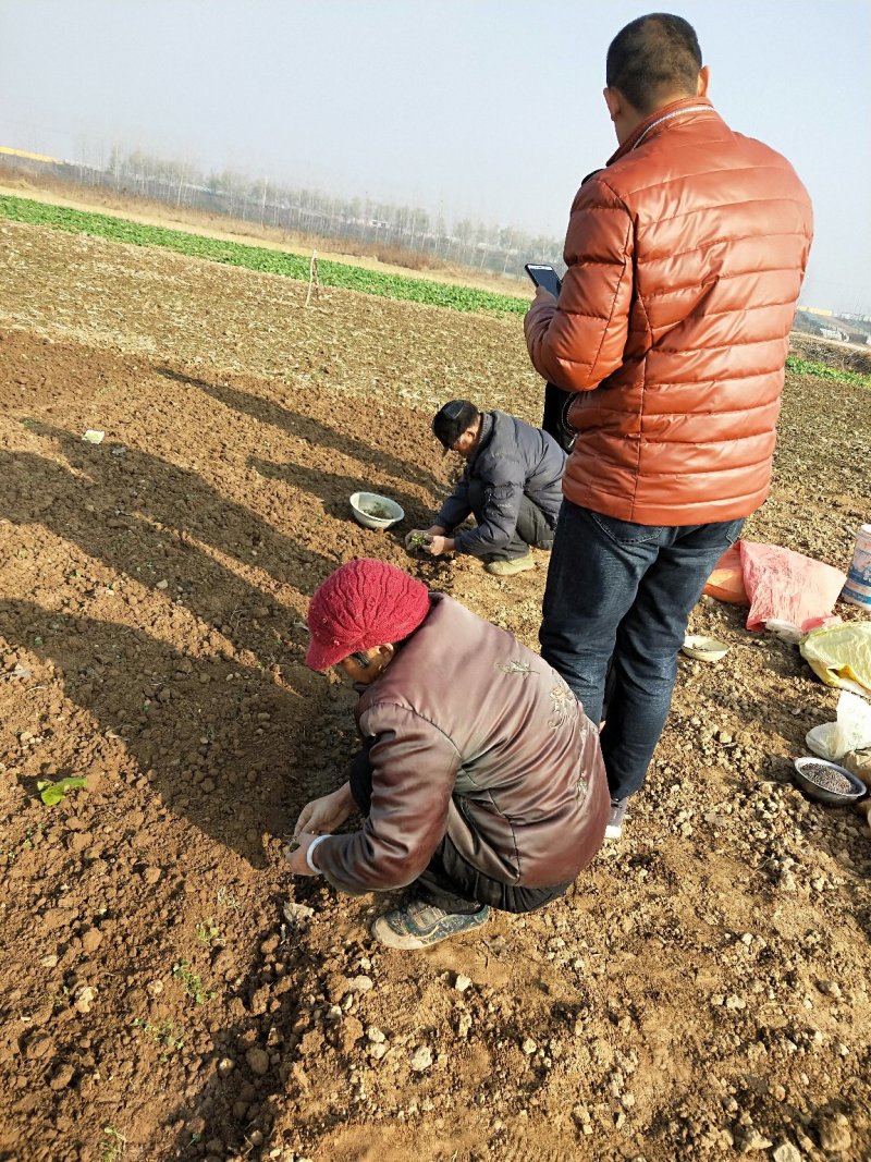 猫爪草种苗发货全国各地