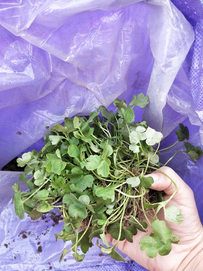 猫爪草种苗发货全国各地
