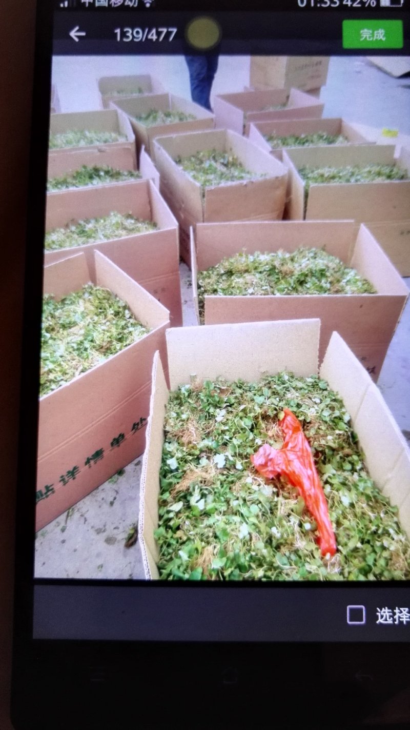 猫爪草种苗发货全国各地