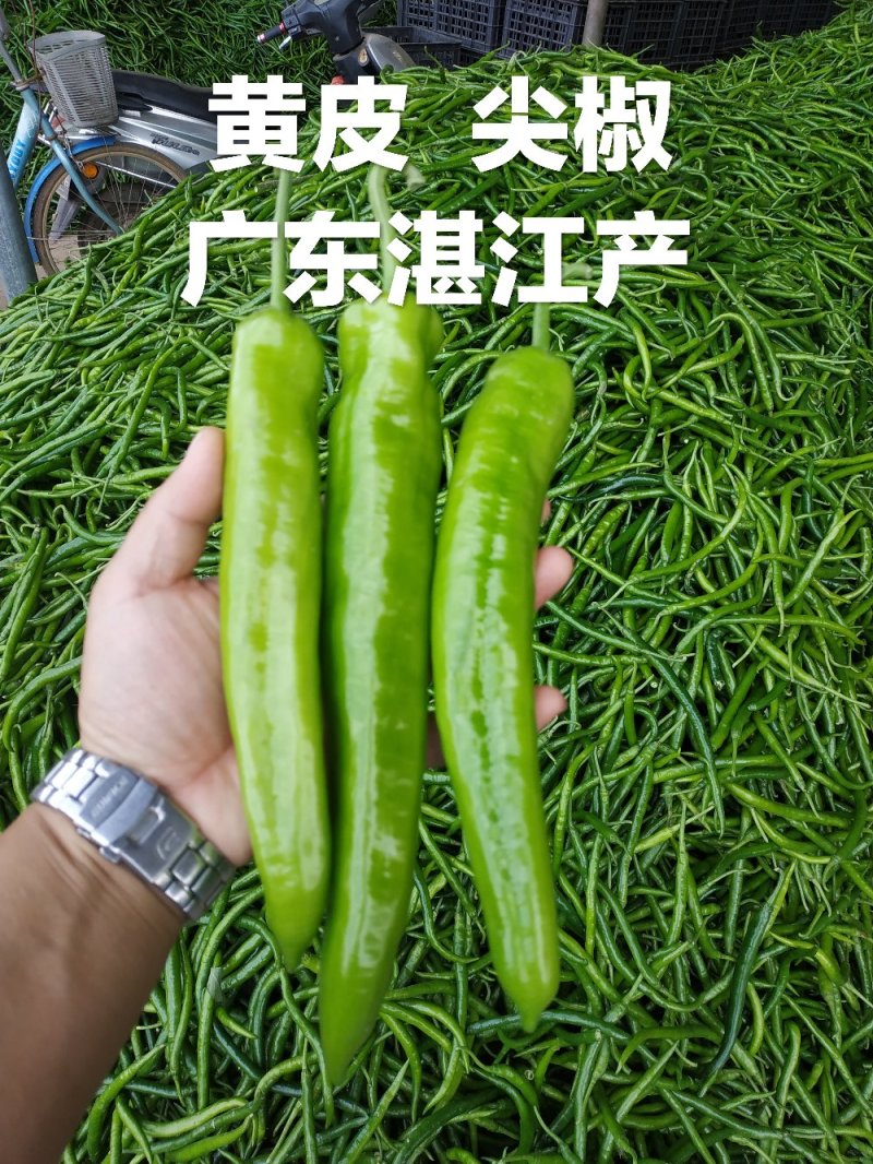 鲜辣椒产地直供，广东大型辣椒产地供应市场专业诚信代办代收