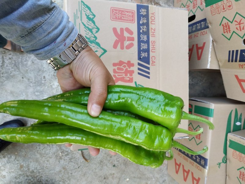 鲜辣椒产地直供，广东大型辣椒产地供应市场专业诚信代办代收