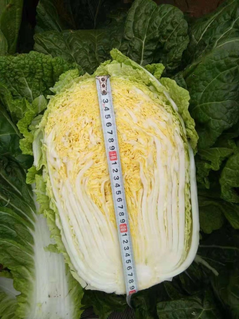 白菜金黄芯，质保量大，口感好，欢迎各地客户选购