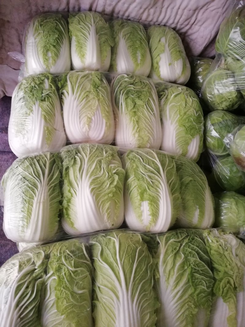 白菜金黄芯，质保量大，口感好，欢迎各地客户选购