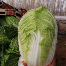 白菜金黄芯，质保量大，口感好，欢迎各地客户选购