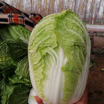白菜金黄芯，质保量大，口感好，欢迎各地客户选购