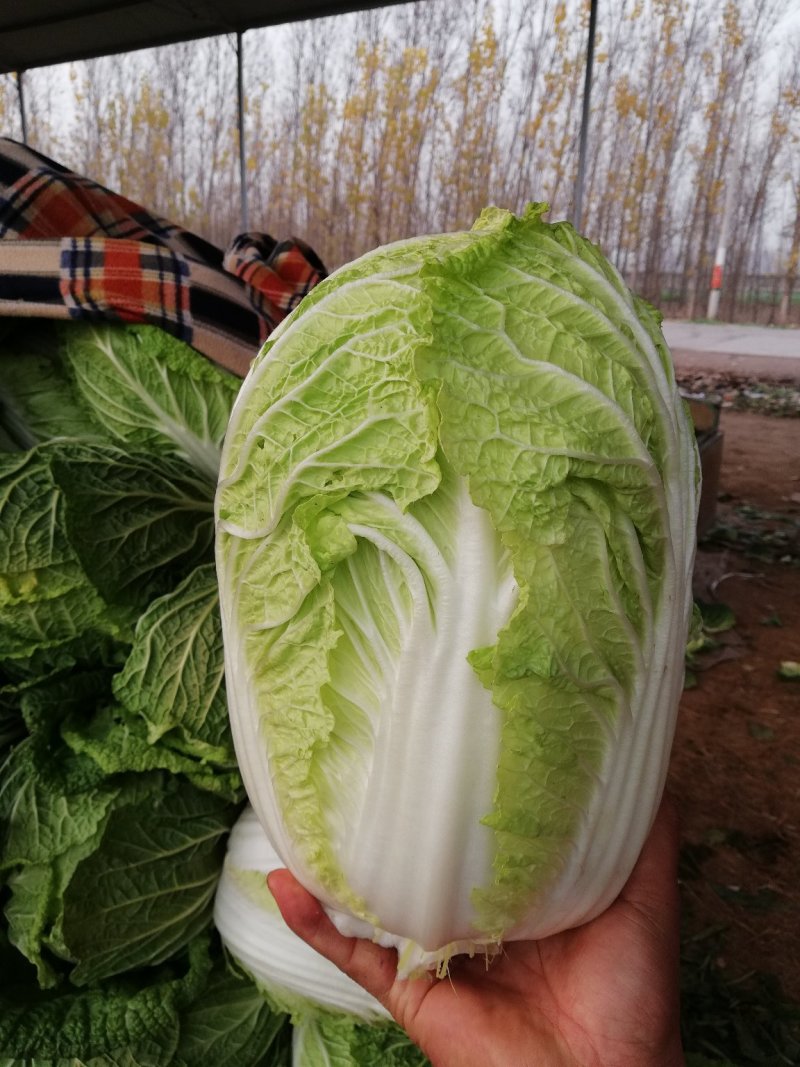 白菜金黄芯，质保量大，口感好，欢迎各地客户选购