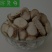 浙贝饮片
