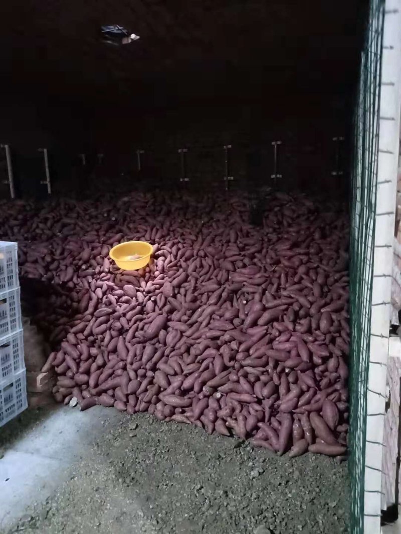 大量出售济宁泗水各品种地瓜