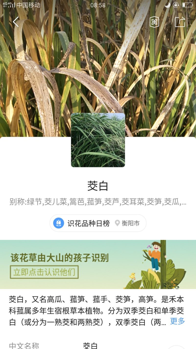茭白苗高瓜苗菰瓜苗高笋苗茭笋苗茭儿菜茭芦苗