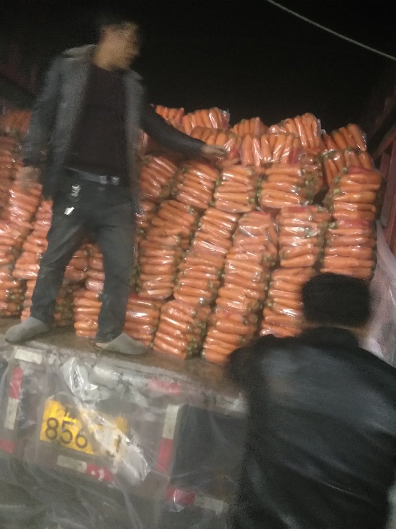 红萝卜、万亩基地，一手货源，现在正在火热采购出价格美丽