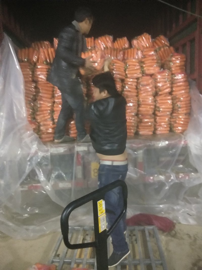 红萝卜、万亩基地，一手货源，现在正在火热采购出价格美丽