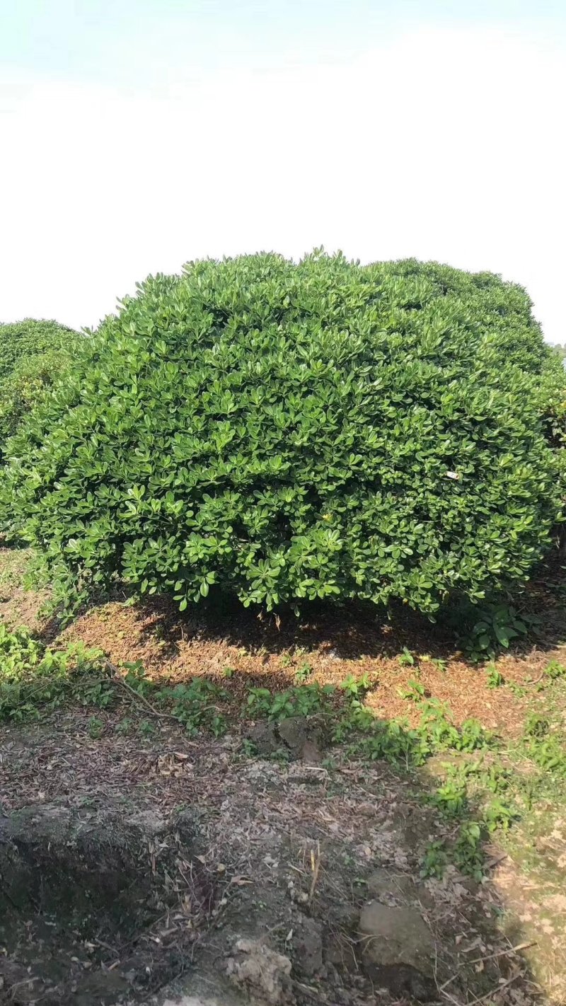 批发各种规格工程苗木海桐球山矾七里香宝珠香球山瑞香绿化花