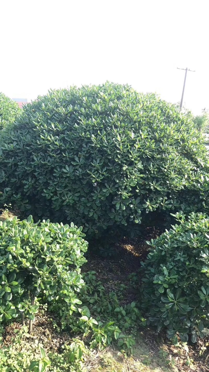 批发各种规格工程苗木海桐球山矾七里香宝珠香球山瑞香绿化花