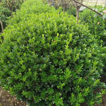 批发各种规格工程苗木海桐球山矾七里香宝珠香球山瑞香绿化花