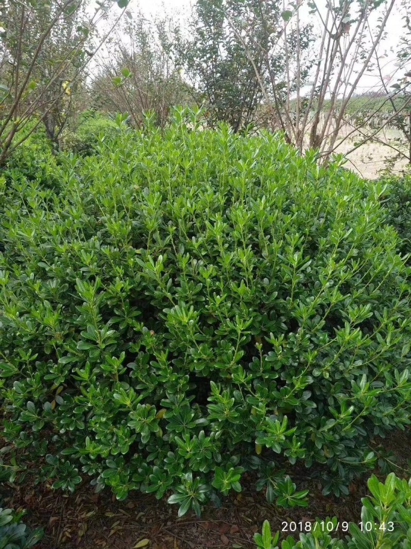 批发各种规格工程苗木海桐球山矾七里香宝珠香球山瑞香绿化花