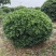 批发各种规格工程苗木海桐球山矾七里香宝珠香球山瑞香绿化花