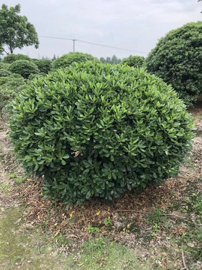 批发各种规格工程苗木海桐球山矾七里香宝珠香球山瑞香绿化花