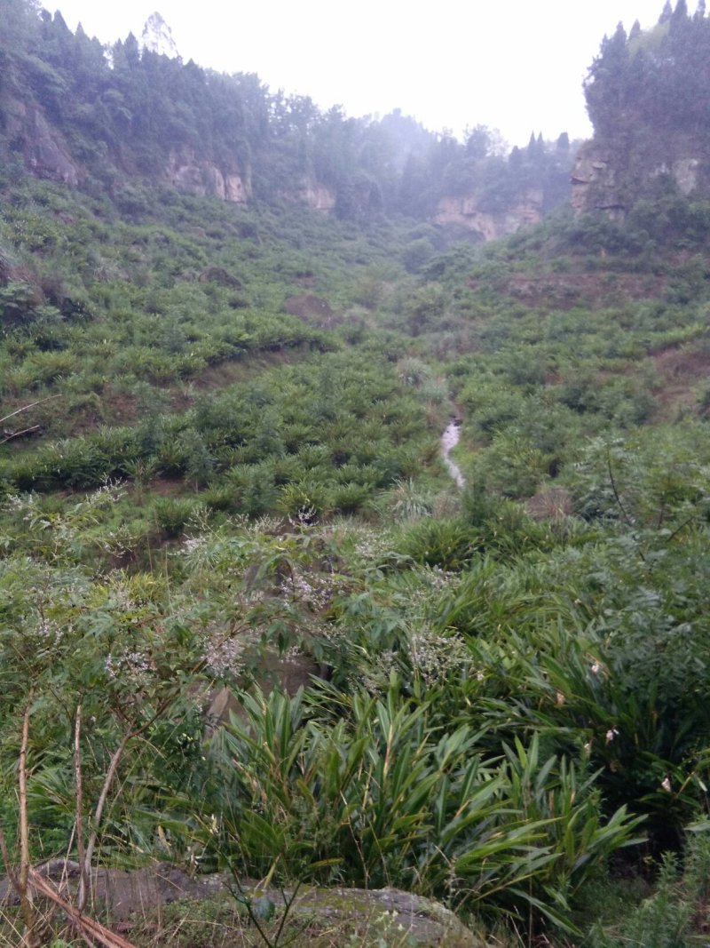 提供土地养殖，条件好，环保没问题，水电方便，合作也可以