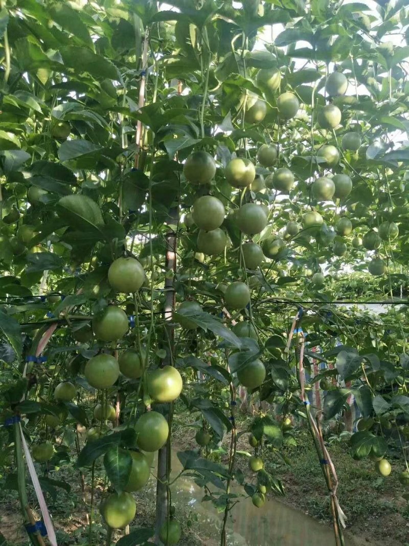 紫香台农百香果