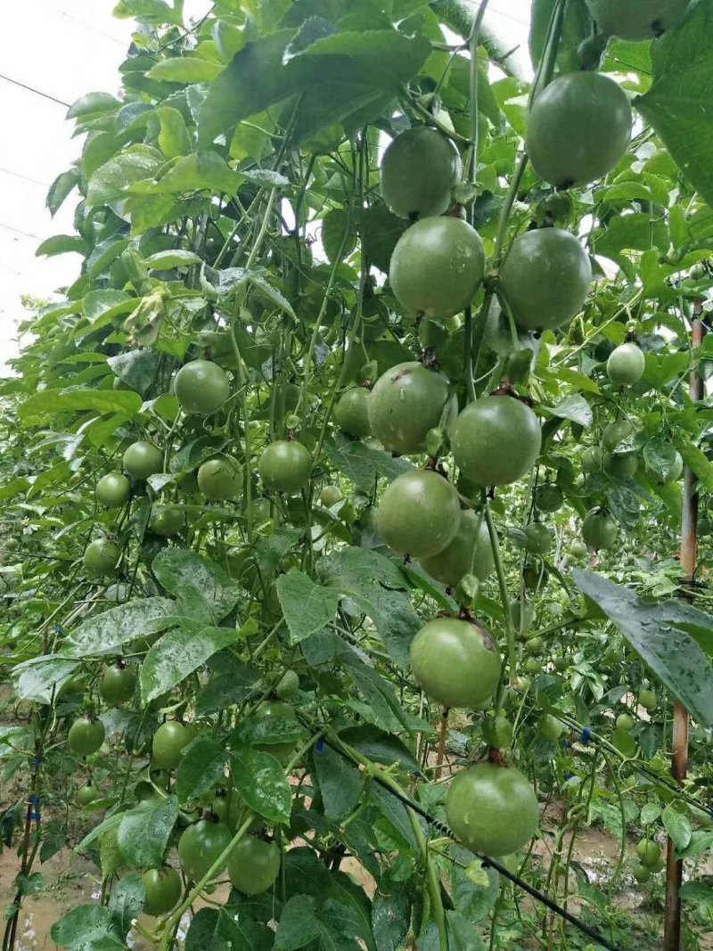 紫香台农百香果