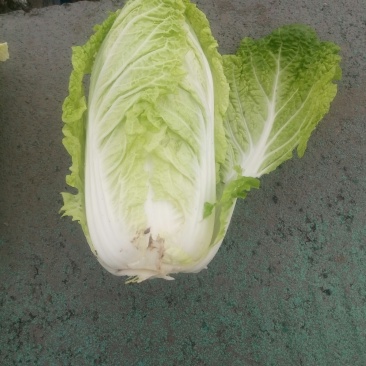 秋宝