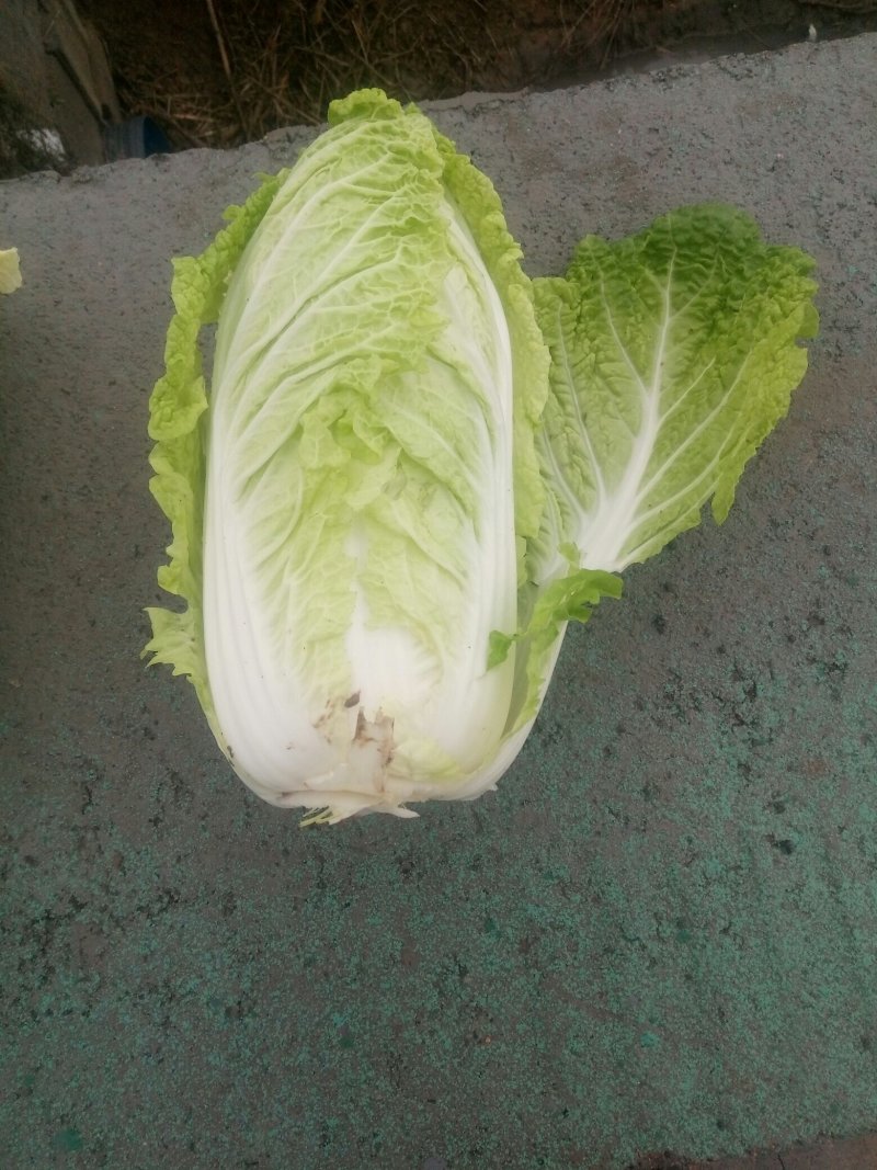 秋宝