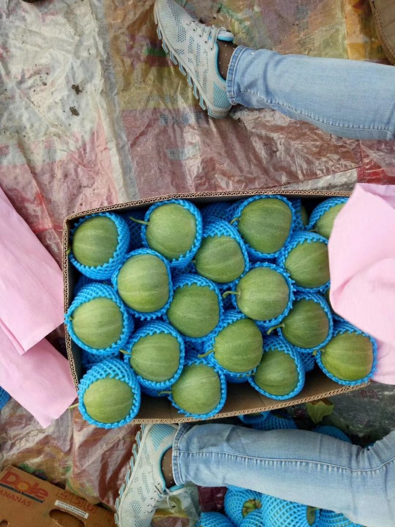 绿宝石香瓜各种品种香瓜。。。。。。