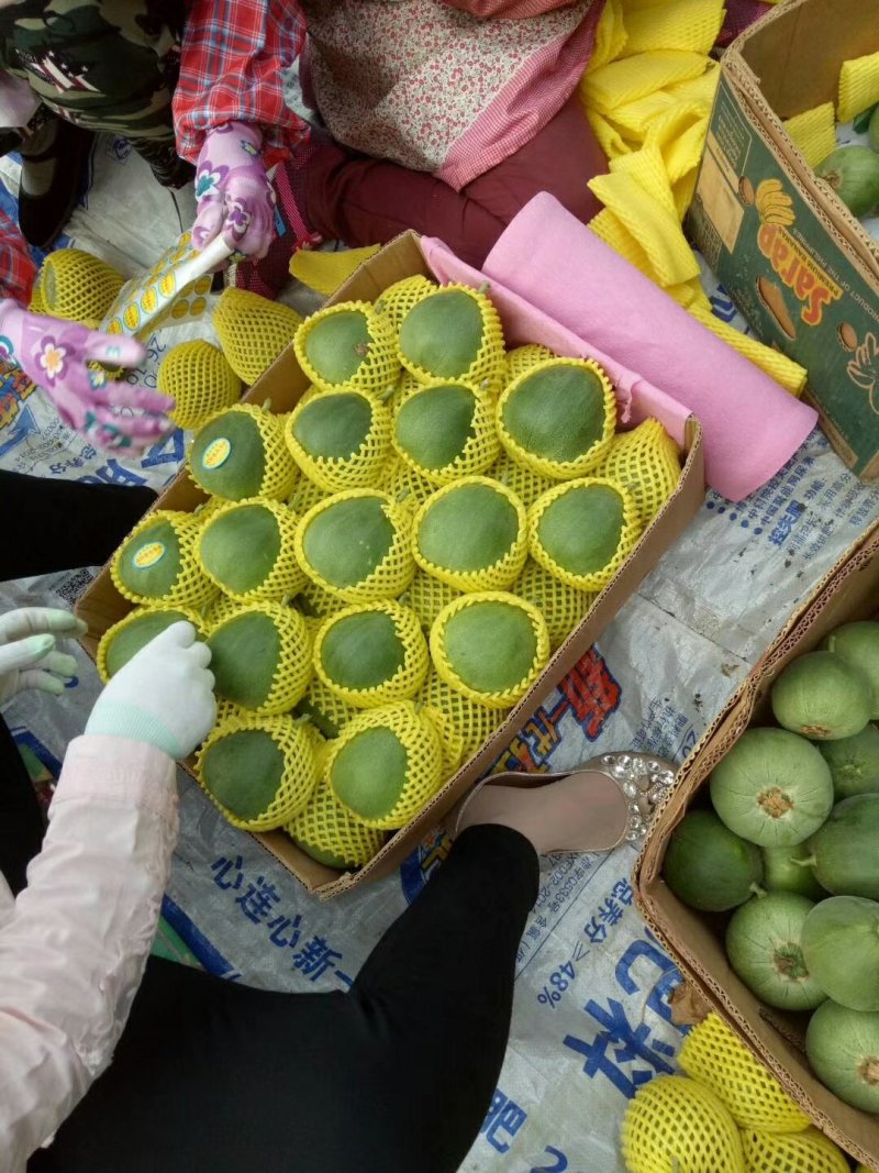 绿宝石香瓜各种品种香瓜。。。。。。