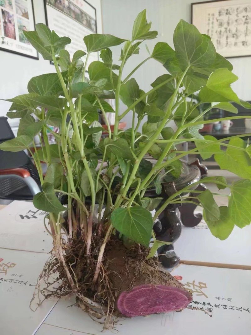 龙薯9号红薯苗烟薯25红薯苗济薯25红薯苗商薯19红薯苗