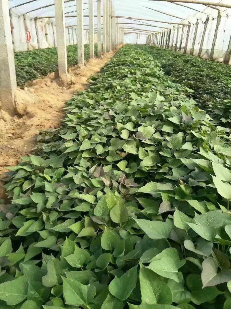 龙薯9号红薯苗烟薯25红薯苗济薯25红薯苗商薯19红薯苗