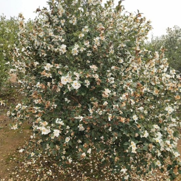 长林油茶苗70~100cm