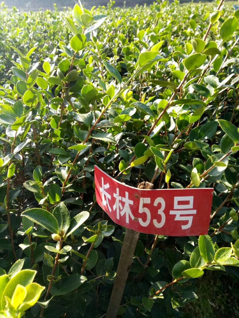 长林油茶苗70~100cm