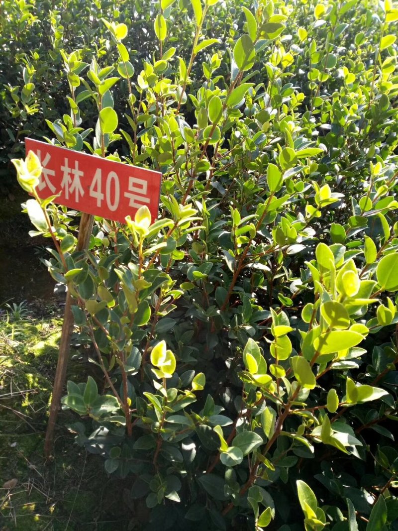 长林油茶苗70~100cm