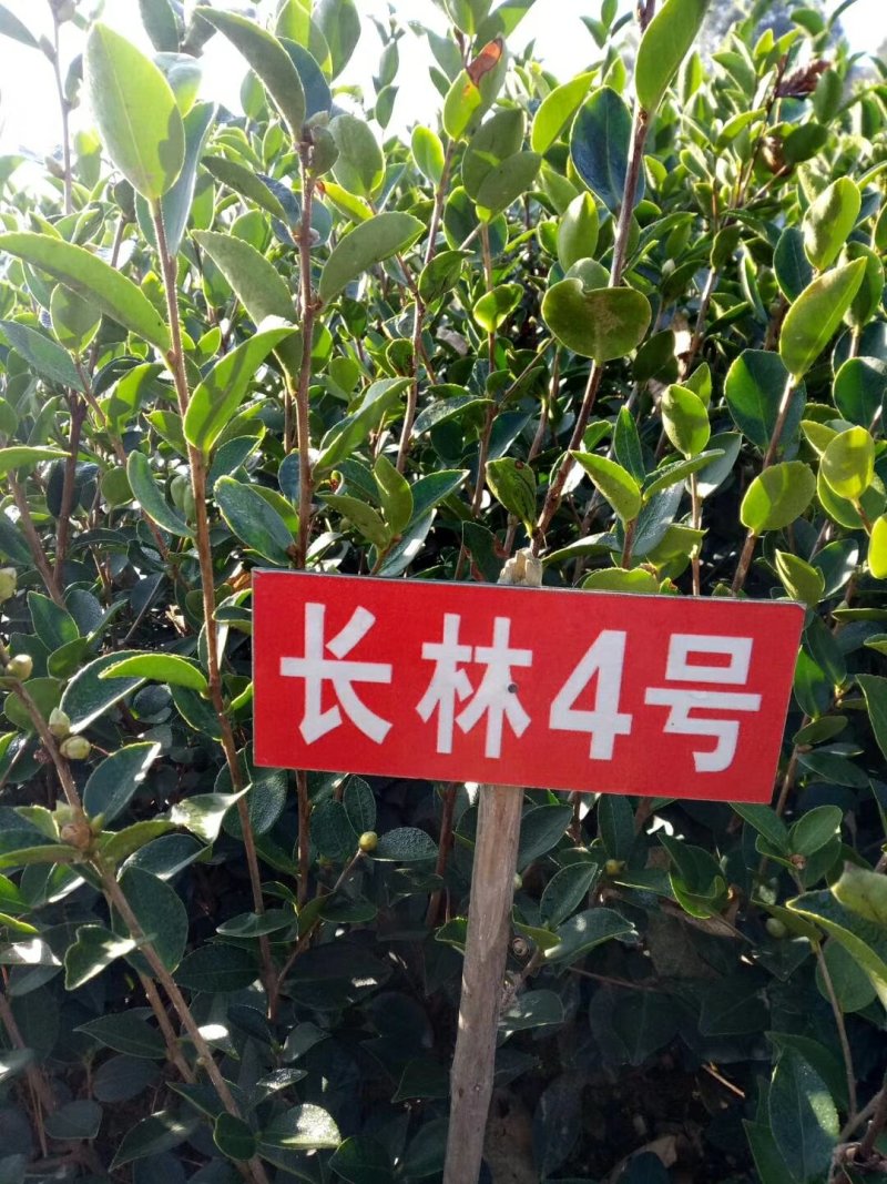 长林油茶苗70~100cm