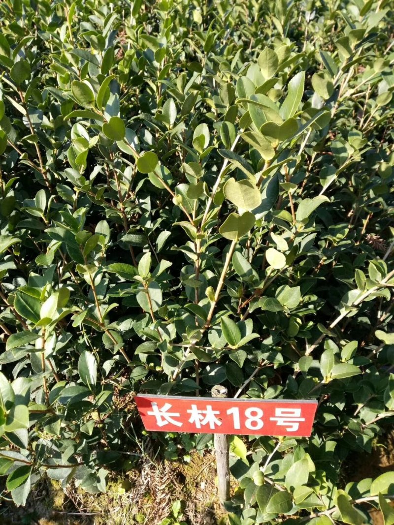 长林油茶苗70~100cm