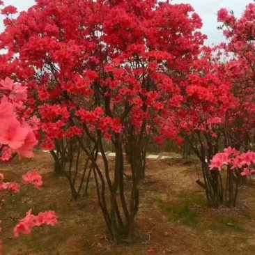 映山红树桩