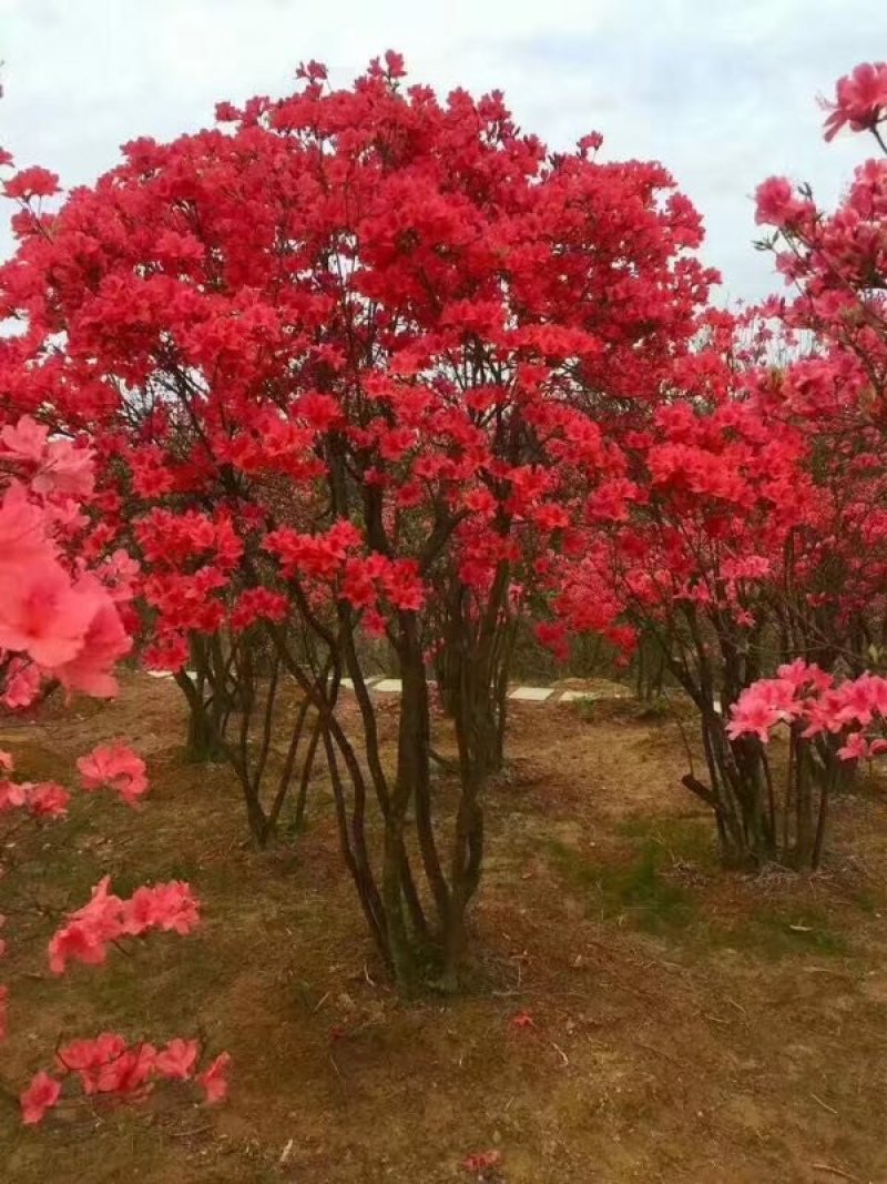 映山红树桩