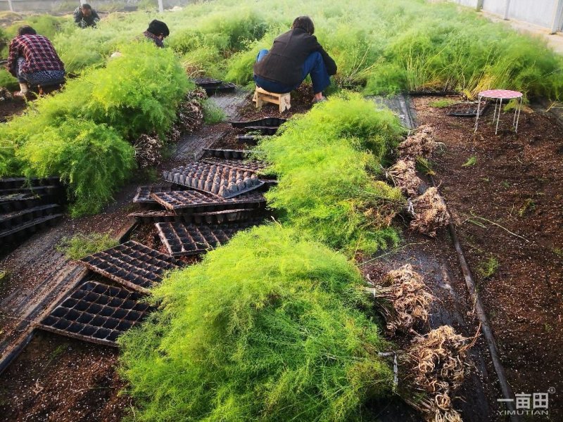 【热卖中】半年可采芽多芽粗芦笋苗一代苗盛丰芦笋苗
