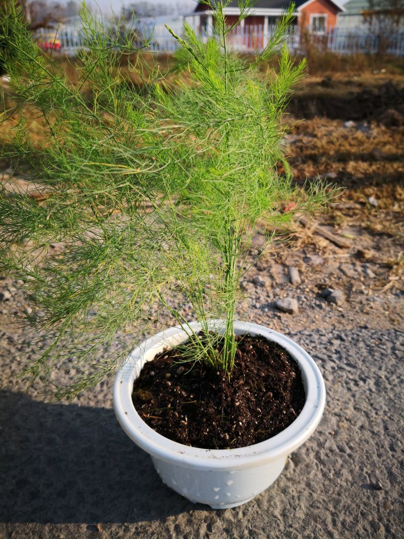 【热卖中】半年可采芽多芽粗芦笋苗一代苗盛丰芦笋苗
