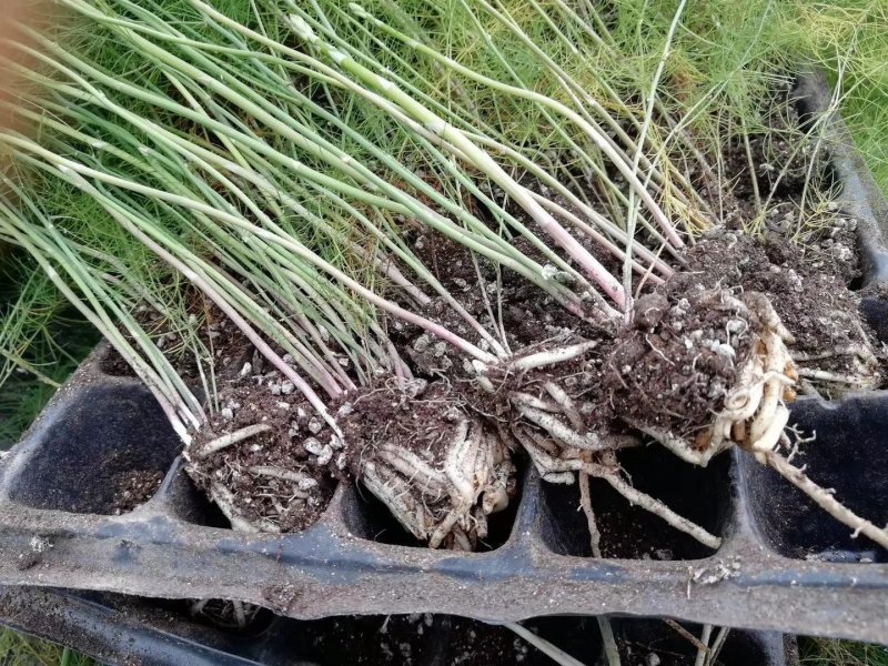 【热卖中】半年可采芽多芽粗芦笋苗一代苗盛丰芦笋苗