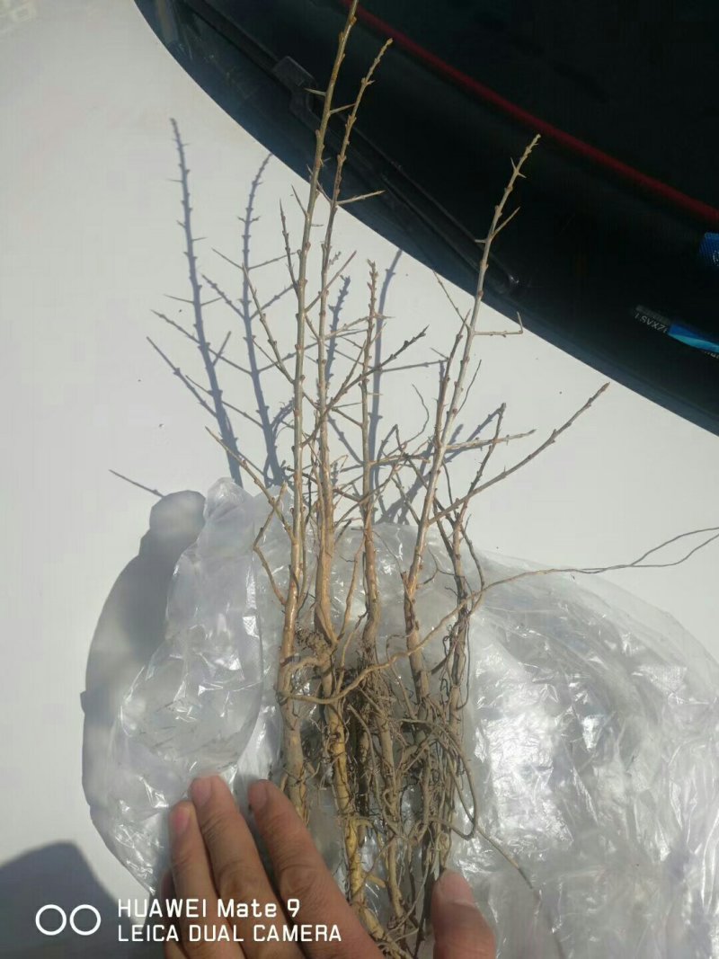 沙棘杯苗出售