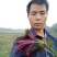【紫苏叶】自有百亩基地，新鲜现割，品质保障全国可发～