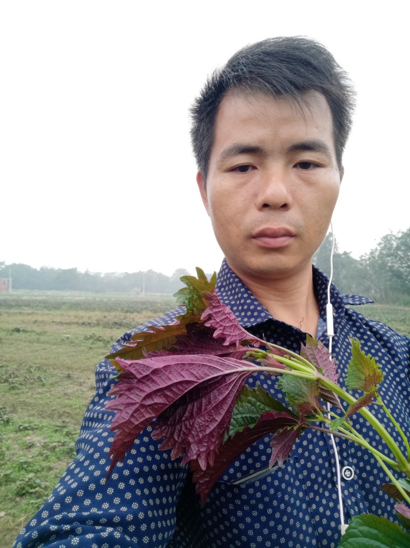 【紫苏叶】自有百亩基地，新鲜现割，品质保障全国可发～