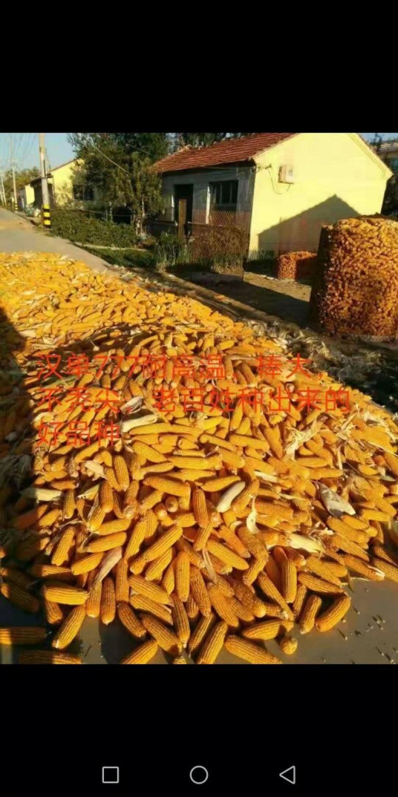 玉米种子