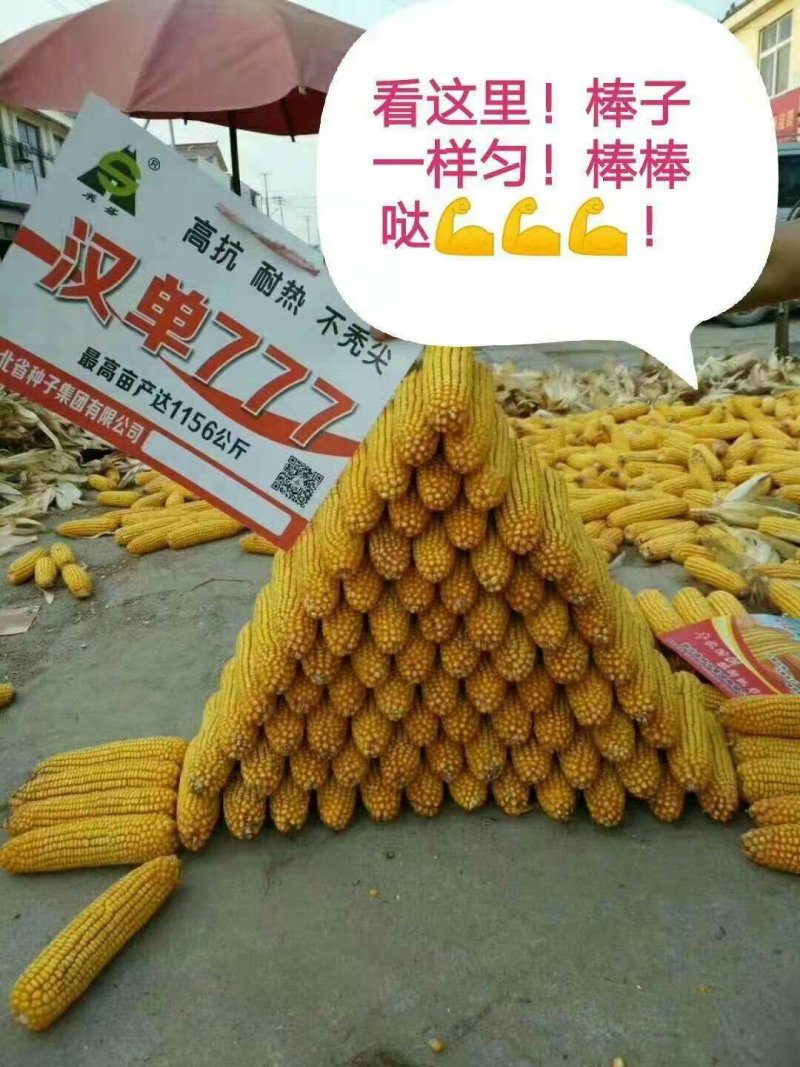 玉米种子