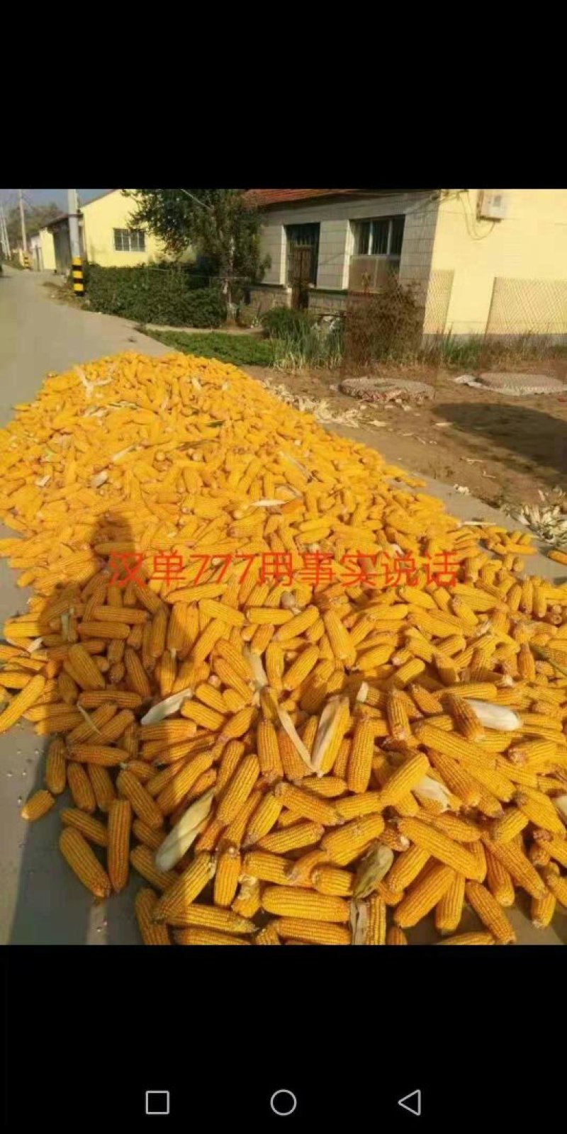 玉米种子